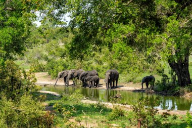 Güney Afrika 'nın Büyük Kruger Bölgesi' nde özel av bölgesinde yürüyen bir fil.