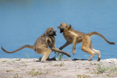 Chacma babunları (Papio ursinus), ayrıca Cape babunu olarak da bilinir, Botswana 'daki Chobe Ulusal Parkı' nda dolaşır.