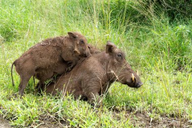 Domuz familyasının vahşi bir üyesi olan 