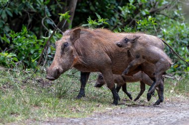 Domuz familyasının vahşi bir üyesi olan 
