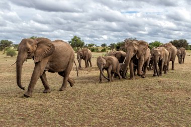 Botswana 'daki Tuli Bloğundaki Mashatu Oyun Rezervi' nde fil sürüsü dolanıyor..