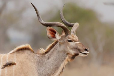 Güney Afrika 'daki Kruger Ulusal Parkı' nda Büyük Kudu (Tragelaphus strepsiceros) adlı bir erkeğin portresi