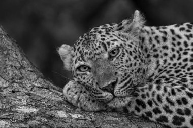 Leopar, Güney Afrika 'nın Büyük Kruger Bölgesi' nde Sabi Kumları 'nda siyah beyaz dinleniyor.