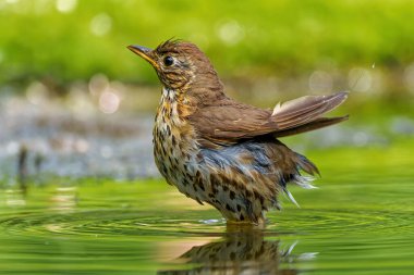 Hollanda ormanlarındaki bir gölette asılı duran Mistle trush (Turdus viscivorus)