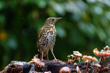 Hollanda ormanlarındaki bir gölette asılı duran Mistle trush (Turdus viscivorus)