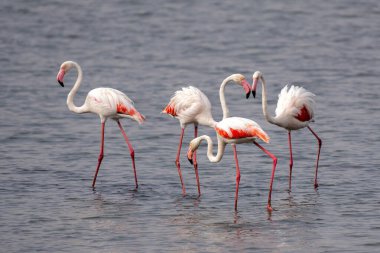 Büyük Flamingo (Phoenicopterus roseus) Namibya 'daki Walvis Körfezi' nde takılıyor.