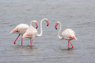 Büyük Flamingo (Phoenicopterus roseus) Namibya 'daki Walvis Körfezi' nde takılıyor.