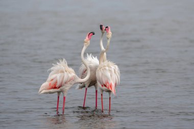 Büyük Flamingo (Phoenicopterus roseus) Namibya 'daki Walvis Körfezi' nde takılıyor.