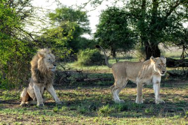 Aslan (Panthera leo) çifti Güney Afrika 'daki Kruger Ulusal Parkı' nda birkaç gün geçirmeyi sever.