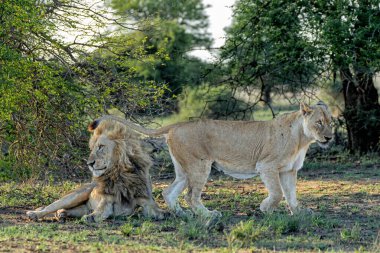 Aslan (Panthera leo) çifti Güney Afrika 'daki Kruger Ulusal Parkı' nda birkaç gün geçirmeyi sever.