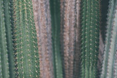 thorn cactus texture background, close up. succulent park on Lanzarote