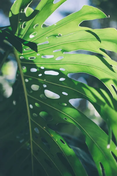 fresh monstera leaves background. spring green leaf texture with shadows