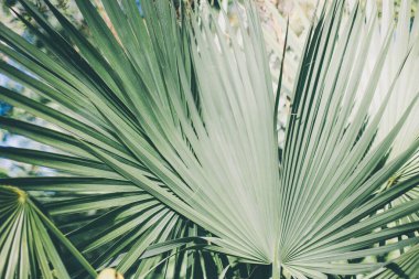 fresh palm tree leaves background. diagonal texture