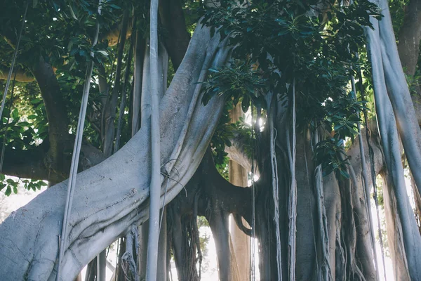 Giant Ficus Tree Hanging Air Roots Botanical Garden Puerto Cruz Fotografia De Stock