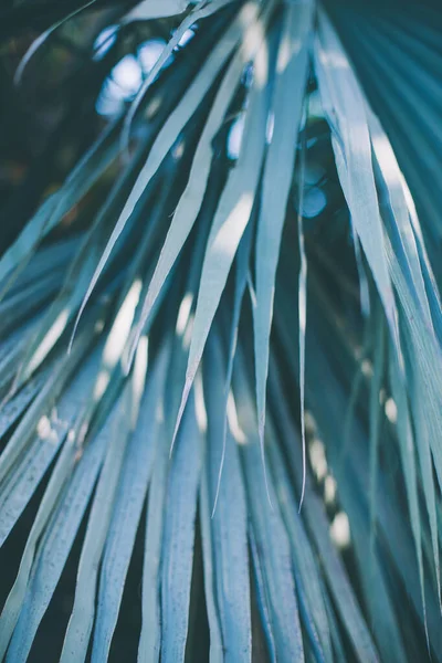 Fresh Palm Tree Leaves Background Diagonal Texture Botanical Garden Tenerife — Fotografia de Stock