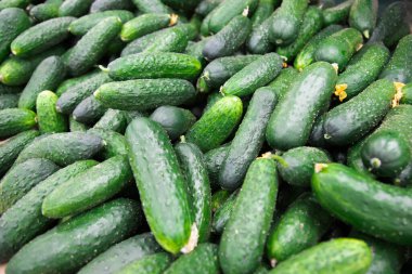 Olgun salatalık arkaplanı. Sera sebzeleri konsepti 