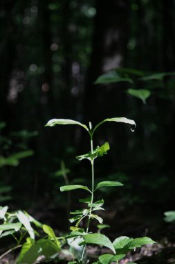 Karanlık ormana karşı yeşil güneşli bitkinin dikey görüntüsü 