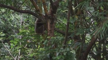 Malezya 'da Ağaçta Gibbon