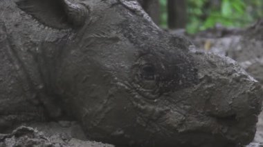 Şirin Sabah gergedanı çamura saplanıyor, yakın plan.