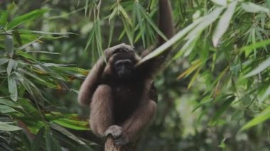 Ağaçta Gibbon, Ormanda Yağmur Ormanında Tehlikedeki Türler