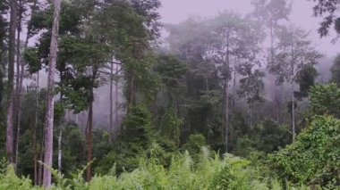 Güzellik ve bulutlu yağmur ormanı, Borneo