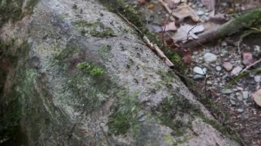 Yağmur ormanlarındaki karıncalar, Borneo.