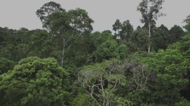 Yağmur ormanı panoramik görünümü, Borneo