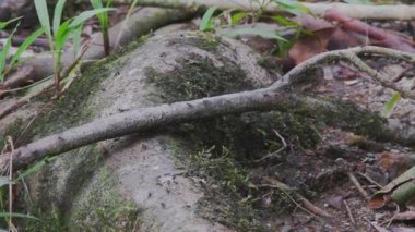 Yağmur ormanlarındaki karıncalar, Borneo.