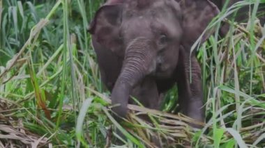Borneo pigme filleri yiyor