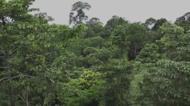 Borneo 'da yağmur ormanı, Malezya tepe örtüsünden çekim yapıyor