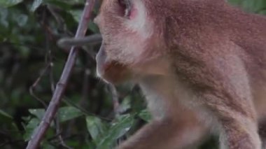 Borneo 'da yağmur ormanı, Malezya tepe örtüsünden çekim yapıyor