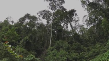 Yağmur ormanlarındaki dev ağaç, Sabah Borneo