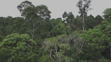 Kanopi manzaralı Bornean yağmur ormanları