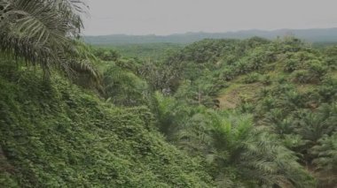 Borneo, Malezya 'da devasa yağmur ormanları, bulutlu bir gün.