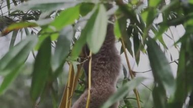 Borneo Gibbon, Yağmur Ormanı Tehlikedeki Türler