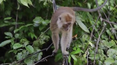 Macak maymunu ağaca tırmanıyor ve yürüyor, Malezya