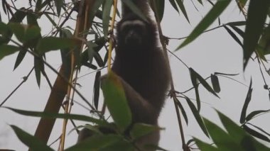 Ağaçta Gibbon, Yağmur Ormanında