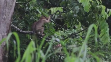 Ağacın tepesindeki Macak maymunu, zıplıyor, tırmanıyor, oynuyor