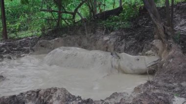 Borneo 'da beslenen Sumatra gergedanları