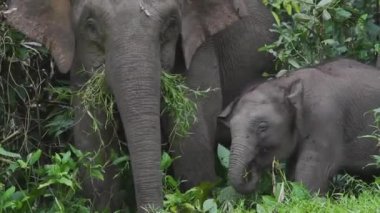 Borneo yağmur ormanlarındaki Borneo pigme filleri