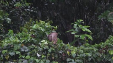 Borneo yağmur ormanları, uzun kuyruklu komik macaque.