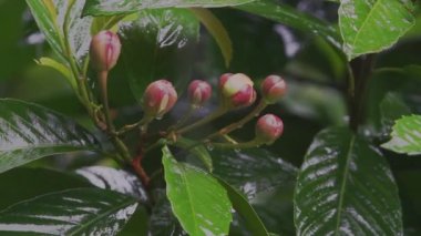 Tropik yağmur, yakın plan çiçekler, Malezya