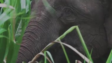 Yağmur ormanlarındaki Borneo pigme fili, yakın plan.