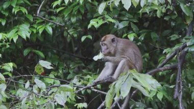 Sabah Gergedan Projesi, Malezya, Borneo