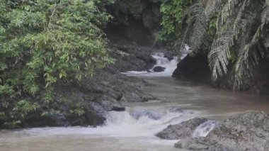 Tabin Vahşi Yaşam Rezervinde Akıntı, Malezya