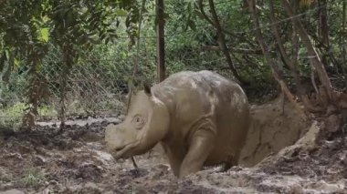 Sumatra gergedanı, çamur banyosu.