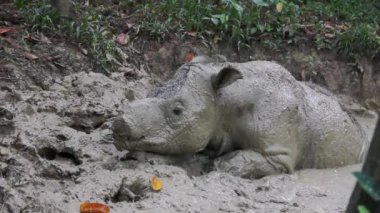 Çamur banyosunda tatlı Bornean gergedanı