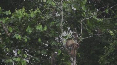 Makak maymun, Malezya, Borneo