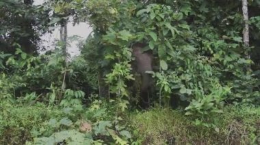 Yağmur ormanlarında Borneo filleri