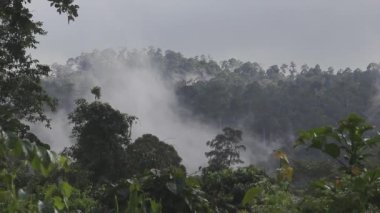 Dev Yağmur Ormanları, Tabin Vahşi Yaşam Rezervi, Malezya